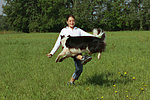 hundefotos border_collie