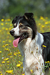 hundefotos border_collie