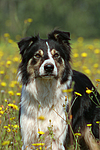 hundefotos border_collie