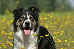 hundefotos border_collie