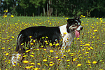 hundefotos border_collie