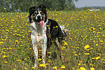 hundefotos border_collie