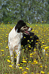 hundefotos border_collie