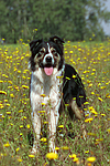 hundefotos border_collie