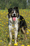 hundefotos border_collie