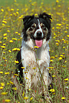 hundefotos border_collie