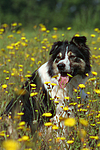 hundefotos border_collie