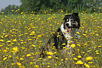 hundefotos border_collie