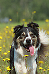hundefotos border_collie