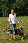 hundefotos border_collie