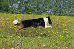hundefotos border_collie