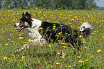 hundefotos border_collie