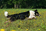 hundefotos border_collie