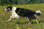 hundefotos border_collie