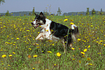 hundefotos border_collie
