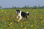 hundefotos border_collie