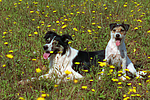 hundefotos border_collie