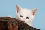 katzenfotos kaetzchen