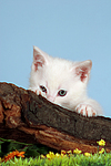 katzenfotos kaetzchen