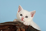 katzenfotos kaetzchen