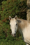 pferdefotos sachsen_anhaltiner_warmblut