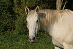 pferdefotos sachsen_anhaltiner_warmblut