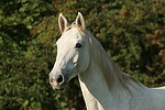 pferdefotos sachsen_anhaltiner_warmblut