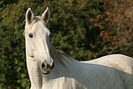 pferdefotos sachsen_anhaltiner_warmblut