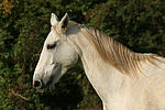 pferdefotos sachsen_anhaltiner_warmblut