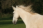 pferdefotos sachsen_anhaltiner_warmblut
