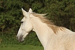 pferdefotos sachsen_anhaltiner_warmblut