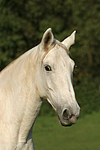 pferdefotos sachsen_anhaltiner_warmblut
