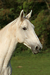 pferdefotos sachsen_anhaltiner_warmblut