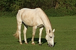 pferdefotos sachsen_anhaltiner_warmblut