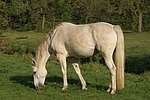 pferdefotos sachsen_anhaltiner_warmblut