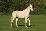 pferdefotos sachsen_anhaltiner_warmblut