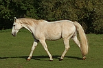 pferdefotos sachsen_anhaltiner_warmblut