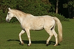 pferdefotos sachsen_anhaltiner_warmblut