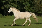pferdefotos sachsen_anhaltiner_warmblut