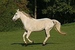 pferdefotos sachsen_anhaltiner_warmblut