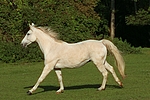 pferdefotos sachsen_anhaltiner_warmblut