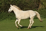 pferdefotos sachsen_anhaltiner_warmblut