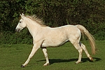 pferdefotos sachsen_anhaltiner_warmblut