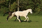 pferdefotos sachsen_anhaltiner_warmblut