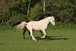 pferdefotos sachsen_anhaltiner_warmblut
