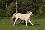 pferdefotos sachsen_anhaltiner_warmblut