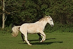 pferdefotos sachsen_anhaltiner_warmblut