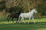 pferdefotos sachsen_anhaltiner_warmblut