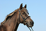 pferdefotos deutsches_reitpony