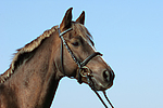 pferdefotos deutsches_reitpony